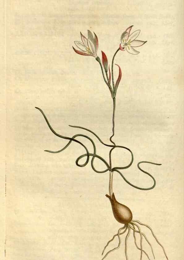 Reproducción/Reproduction 35130241556: Curtis's botanical magazine.. London ; New York [etc.] :Academic Press [etc.]