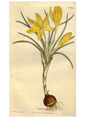 Reproducción/Reproduction 35039424401: Curtis's botanical magazine.. London ; New York [etc.] :Academic Press [etc.]