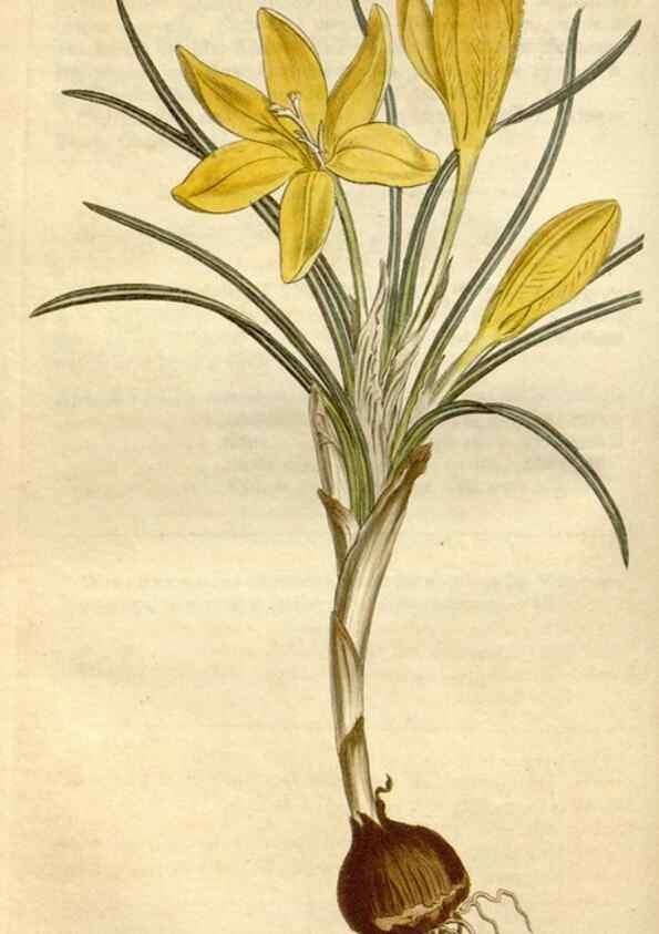 Reproducción/Reproduction 35039424401: Curtis's botanical magazine.. London ; New York [etc.] :Academic Press [etc.]