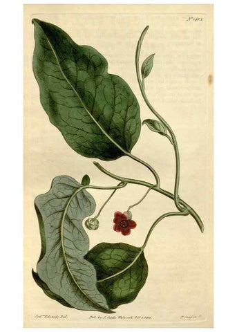 Reproducción/Reproduction 34360646333: Curtis's botanical magazine.. London ; New York [etc.] :Academic Press [etc.]