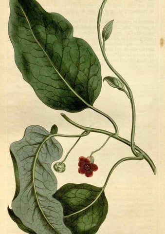 Reproducción/Reproduction 34360646333: Curtis's botanical magazine.. London ; New York [etc.] :Academic Press [etc.]