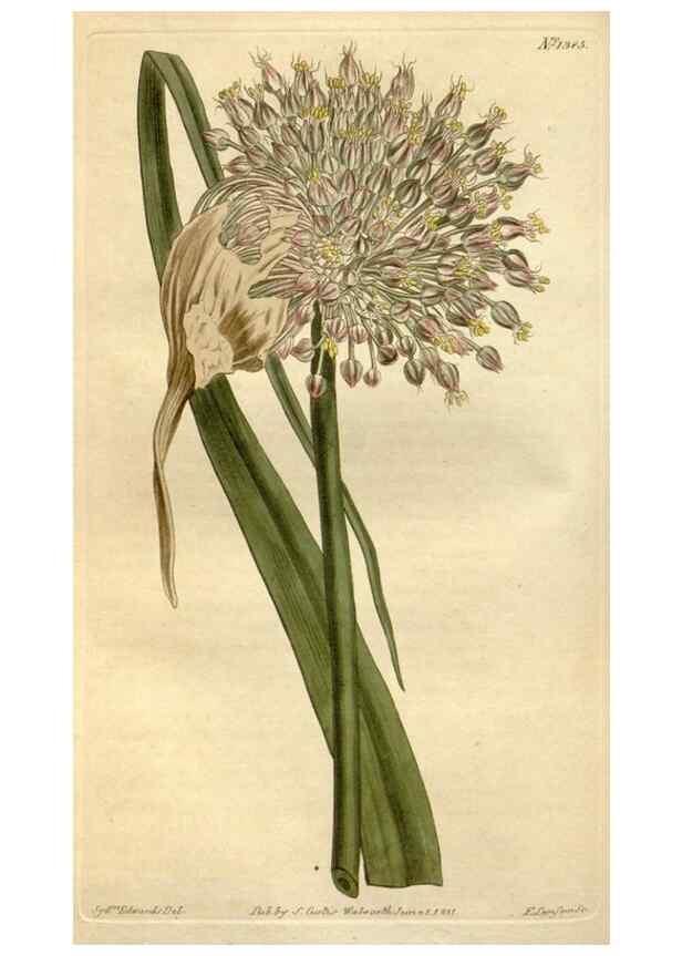 Reproducción/Reproduction 35039426531: Curtis's botanical magazine.. London ; New York [etc.] :Academic Press [etc.]