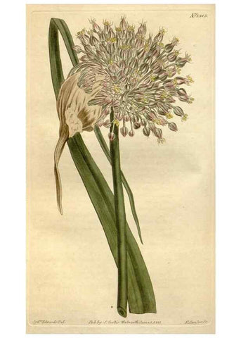 Reproducción/Reproduction 35039426531: Curtis's botanical magazine.. London ; New York [etc.] :Academic Press [etc.]