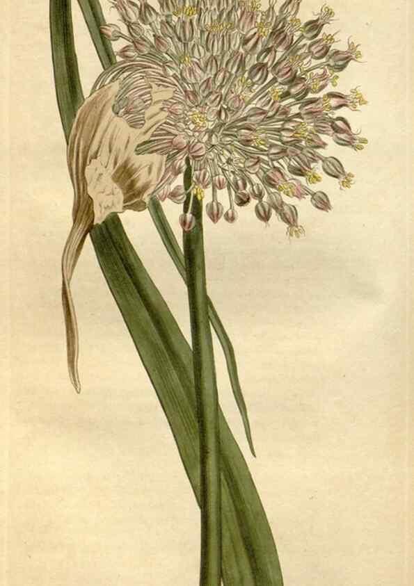 Reproducción/Reproduction 35039426531: Curtis's botanical magazine.. London ; New York [etc.] :Academic Press [etc.]