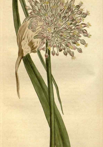 Reproducción/Reproduction 35039426531: Curtis's botanical magazine.. London ; New York [etc.] :Academic Press [etc.]