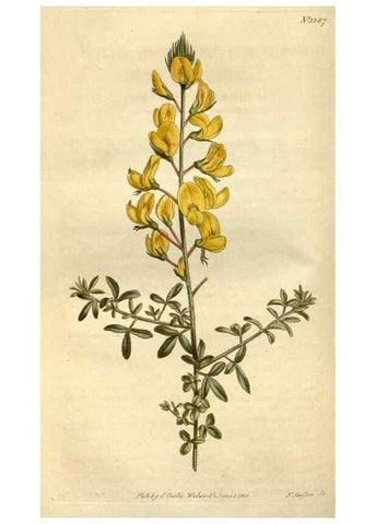 Reproducción/Reproduction 35130251356: Curtis's botanical magazine.. London ; New York [etc.] :Academic Press [etc.]