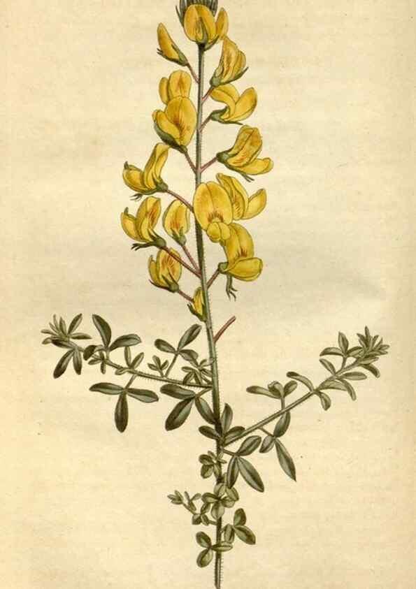 Reproducción/Reproduction 35130251356: Curtis's botanical magazine.. London ; New York [etc.] :Academic Press [etc.]