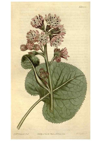 Reproducción/Reproduction 35130253796: Curtis's botanical magazine.. London ; New York [etc.] :Academic Press [etc.]