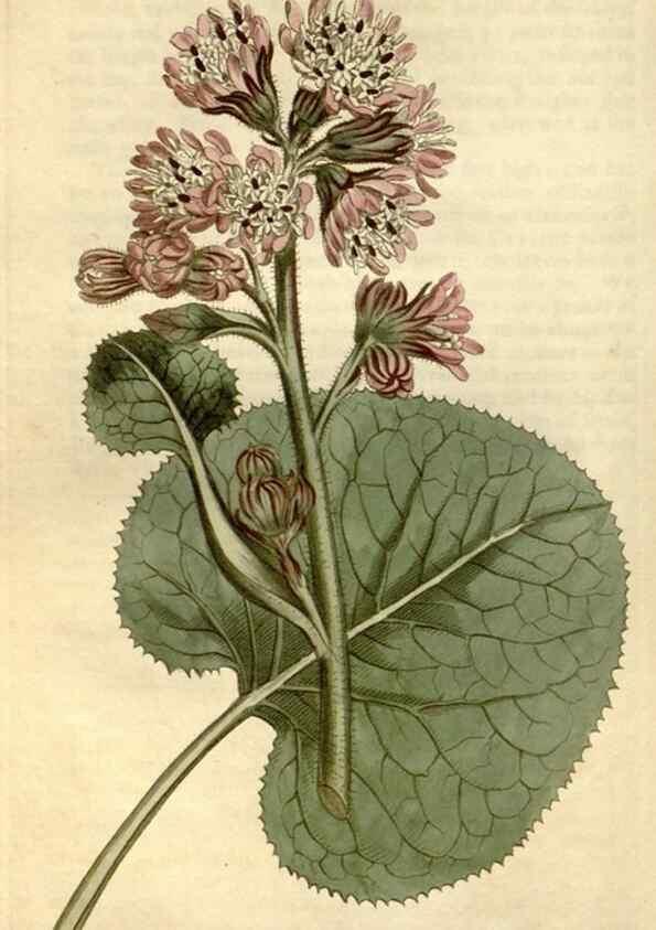Reproducción/Reproduction 35130253796: Curtis's botanical magazine.. London ; New York [etc.] :Academic Press [etc.]