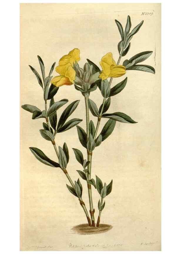 Reproducción/Reproduction 34783639480: Curtis's botanical magazine.. London ; New York [etc.] :Academic Press [etc.]