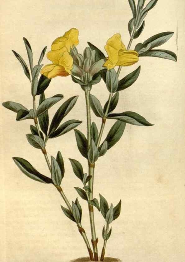 Reproducción/Reproduction 34783639480: Curtis's botanical magazine.. London ; New York [etc.] :Academic Press [etc.]