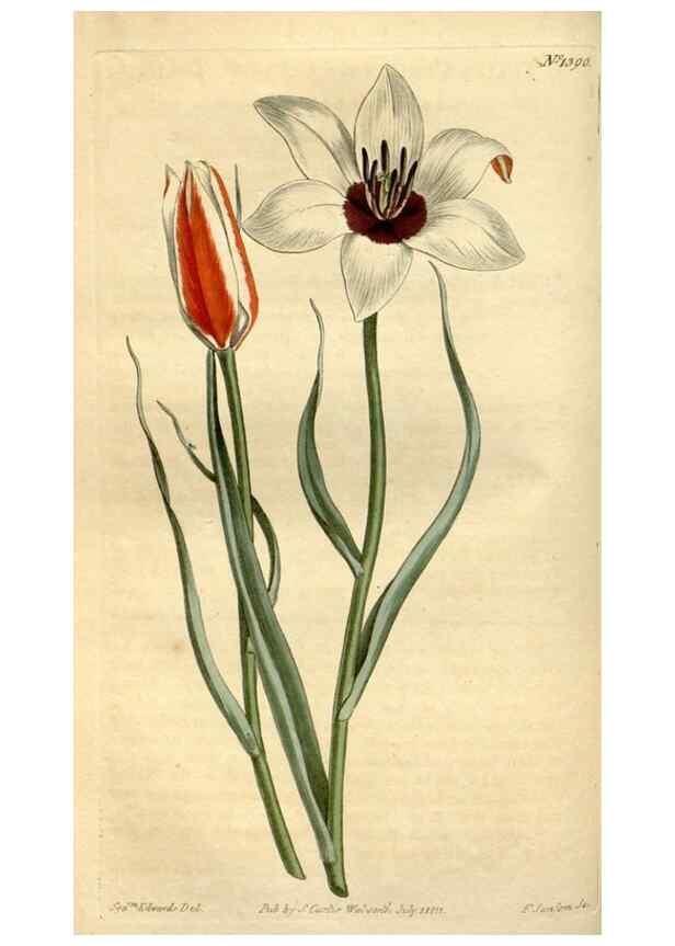 Reproducción/Reproduction 34325226114: Curtis's botanical magazine.. London ; New York [etc.] :Academic Press [etc.]