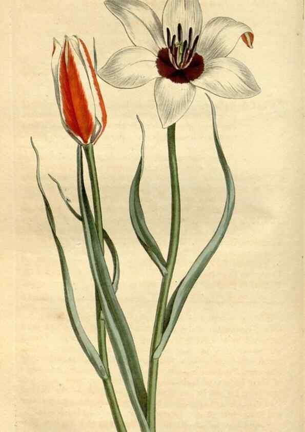 Reproducción/Reproduction 34325226114: Curtis's botanical magazine.. London ; New York [etc.] :Academic Press [etc.]