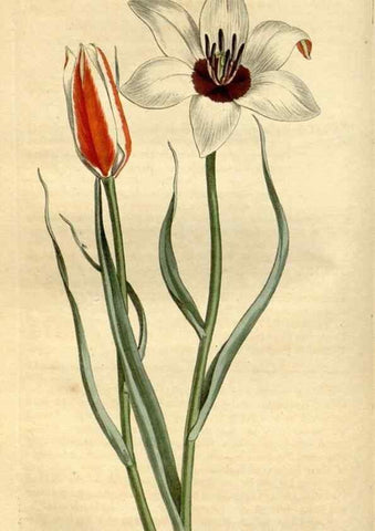 Reproducción/Reproduction 34325226114: Curtis's botanical magazine.. London ; New York [etc.] :Academic Press [etc.]