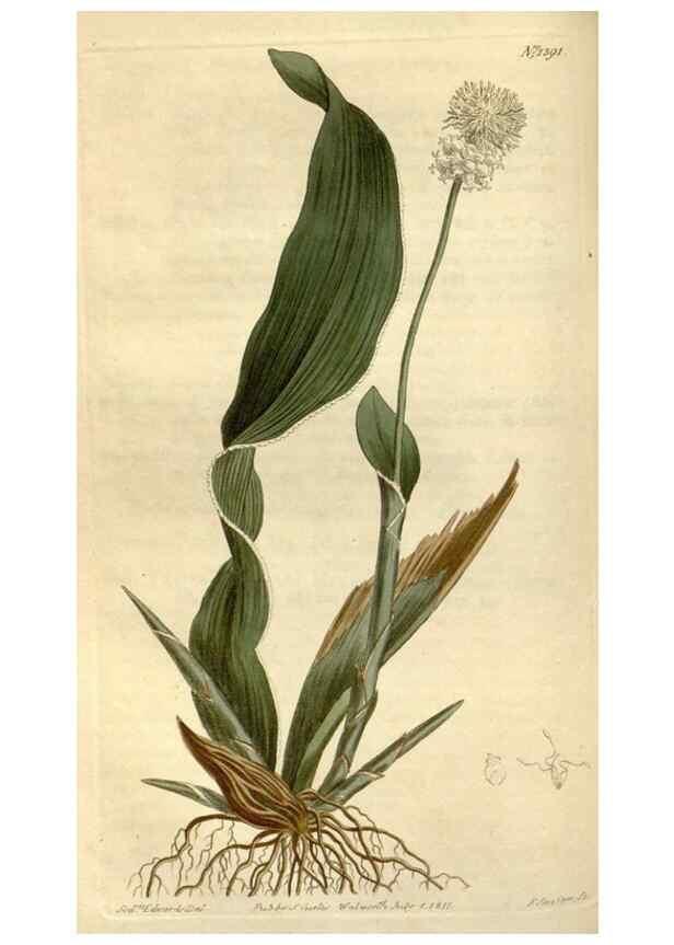 Reproducción/Reproduction 34325227374: Curtis's botanical magazine.. London ; New York [etc.] :Academic Press [etc.]