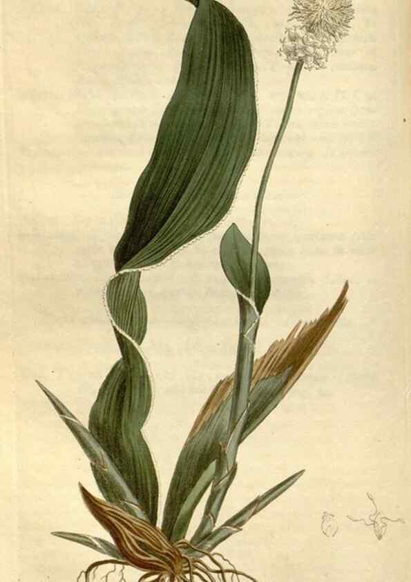 Reproducción/Reproduction 34325227374: Curtis's botanical magazine.. London ; New York [etc.] :Academic Press [etc.]