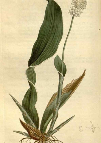 Reproducción/Reproduction 34325227374: Curtis's botanical magazine.. London ; New York [etc.] :Academic Press [etc.]