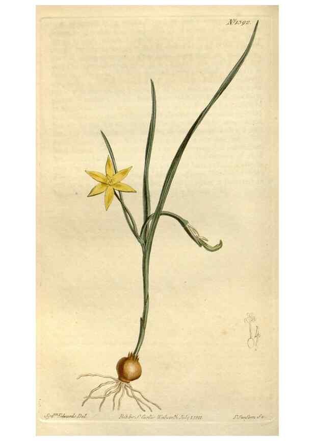 Reproducción/Reproduction 34360604673: Curtis's botanical magazine.. London ; New York [etc.] :Academic Press [etc.]