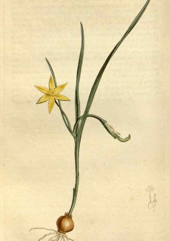 Reproducción/Reproduction 34360604673: Curtis's botanical magazine.. London ; New York [etc.] :Academic Press [etc.]