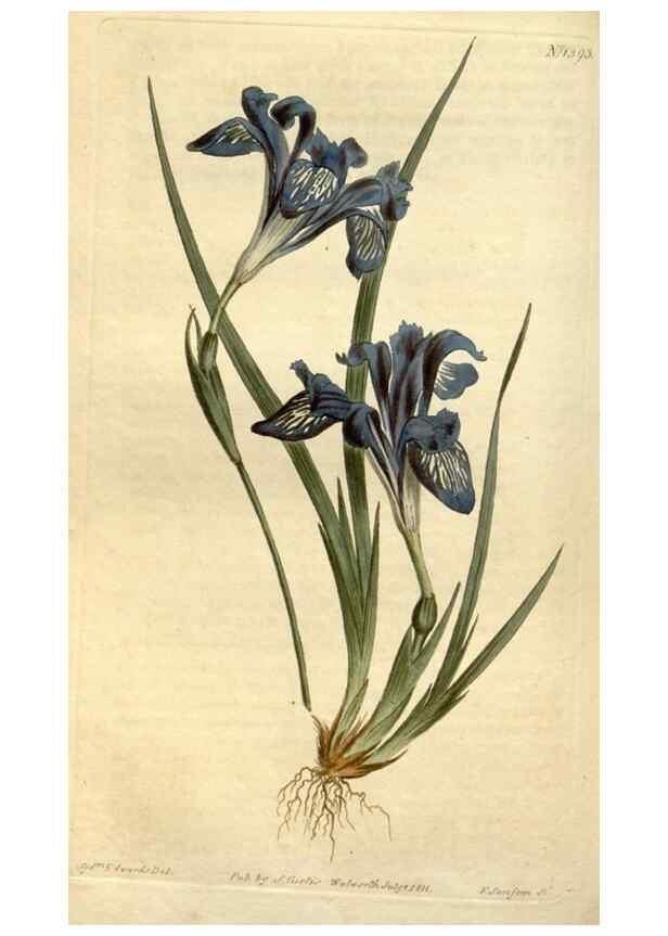 Reproducción/Reproduction 34360606373: Curtis's botanical magazine.. London ; New York [etc.] :Academic Press [etc.]