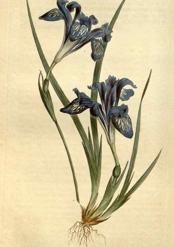 Reproducción/Reproduction 34360606373: Curtis's botanical magazine.. London ; New York [etc.] :Academic Press [etc.]