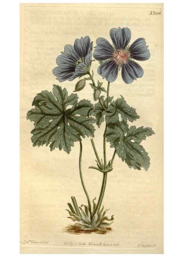 Reproducción/Reproduction 35130248976: Curtis's botanical magazine.. London ; New York [etc.] :Academic Press [etc.]