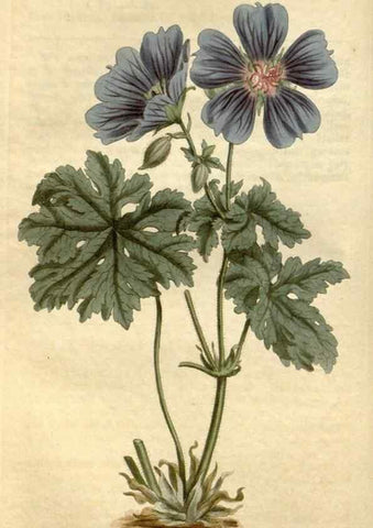 Reproducción/Reproduction 35130248976: Curtis's botanical magazine.. London ; New York [etc.] :Academic Press [etc.]