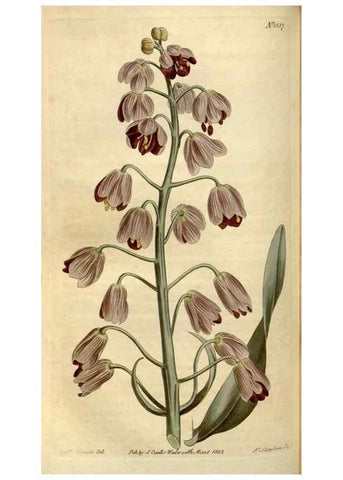 Reproducción/Reproduction 34800150570: Curtis's botanical magazine.. London ; New York [etc.] :Academic Press [etc.]