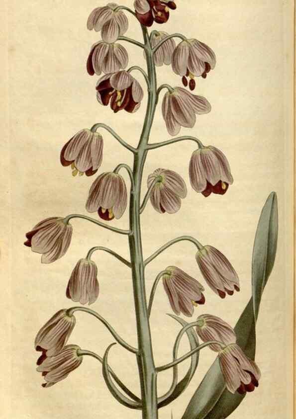 Reproducción/Reproduction 34800150570: Curtis's botanical magazine.. London ; New York [etc.] :Academic Press [etc.]