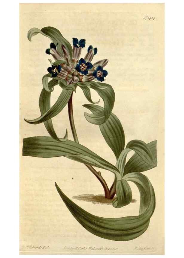 Reproducción/Reproduction 34360648723: Curtis's botanical magazine.. London ; New York [etc.] :Academic Press [etc.]