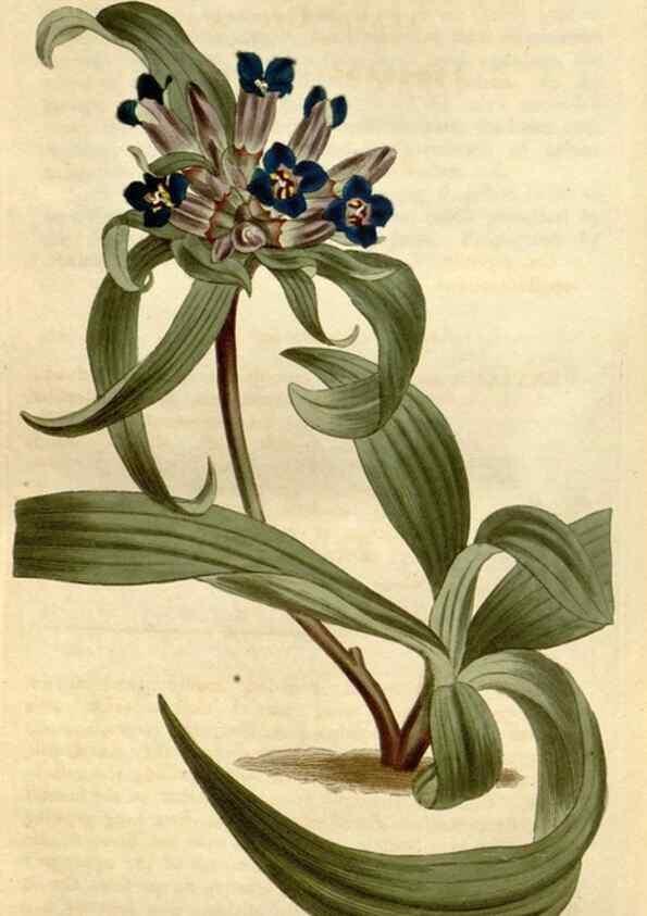 Reproducción/Reproduction 34360648723: Curtis's botanical magazine.. London ; New York [etc.] :Academic Press [etc.]