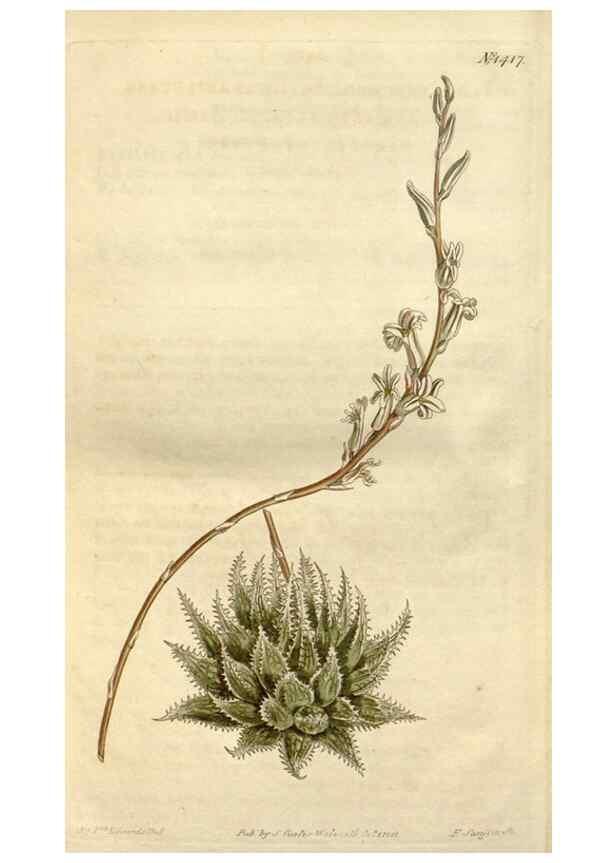Reproducción/Reproduction 34360652663: Curtis's botanical magazine.. London ; New York [etc.] :Academic Press [etc.]