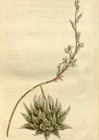 Reproducción/Reproduction 34360652663: Curtis's botanical magazine.. London ; New York [etc.] :Academic Press [etc.]