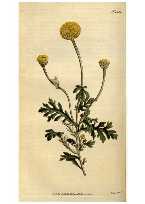 Reproducción/Reproduction 34377181203: Curtis's botanical magazine.. London ; New York [etc.] :Academic Press [etc.]