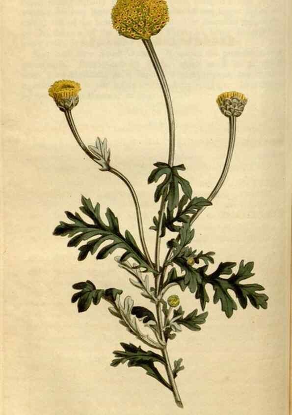 Reproducción/Reproduction 34377181203: Curtis's botanical magazine.. London ; New York [etc.] :Academic Press [etc.]