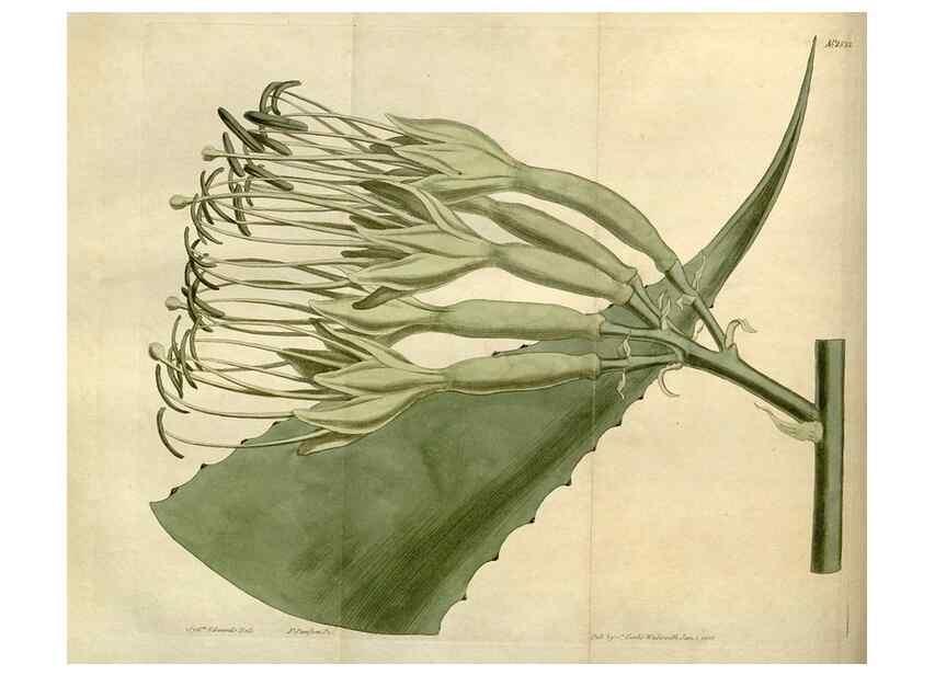 Reproducción/Reproduction 35021613742: Curtis's botanical magazine.. London ; New York [etc.] :Academic Press [etc.]