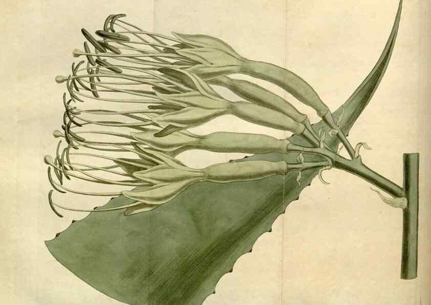Reproducción/Reproduction 35021613742: Curtis's botanical magazine.. London ; New York [etc.] :Academic Press [etc.]