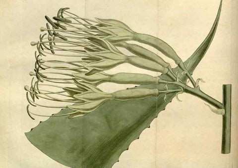 Reproducción/Reproduction 35021613742: Curtis's botanical magazine.. London ; New York [etc.] :Academic Press [etc.]