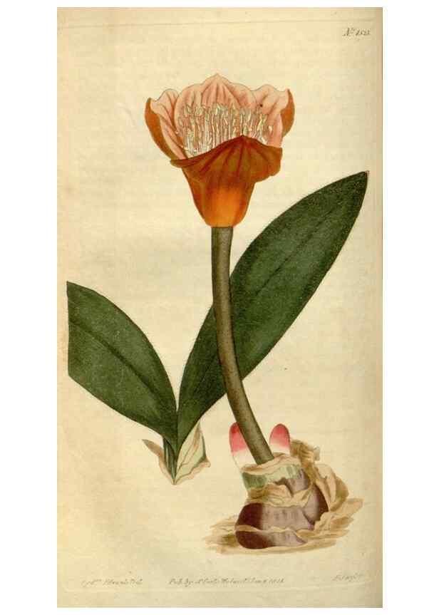 Reproducción/Reproduction 35021615952: Curtis's botanical magazine.. London ; New York [etc.] :Academic Press [etc.]