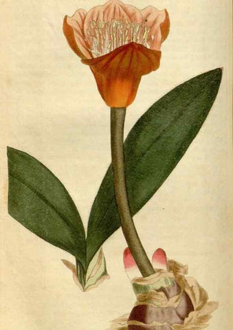 Reproducción/Reproduction 35021615952: Curtis's botanical magazine.. London ; New York [etc.] :Academic Press [etc.]