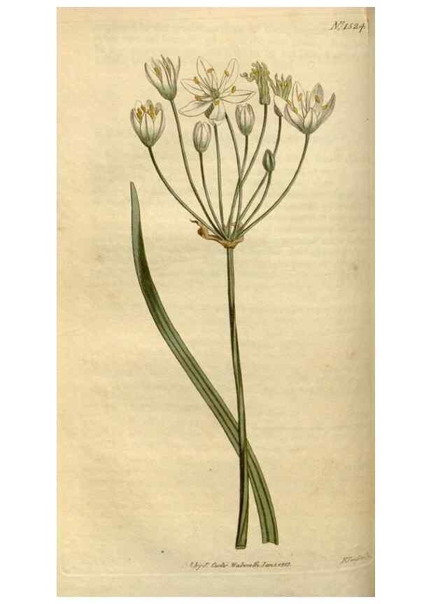 Reproducción/Reproduction 35021617572: Curtis's botanical magazine.. London ; New York [etc.] :Academic Press [etc.]