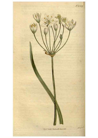 Reproducción/Reproduction 35021617572: Curtis's botanical magazine.. London ; New York [etc.] :Academic Press [etc.]
