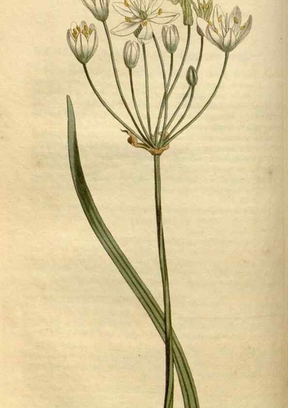 Reproducción/Reproduction 35021617572: Curtis's botanical magazine.. London ; New York [etc.] :Academic Press [etc.]