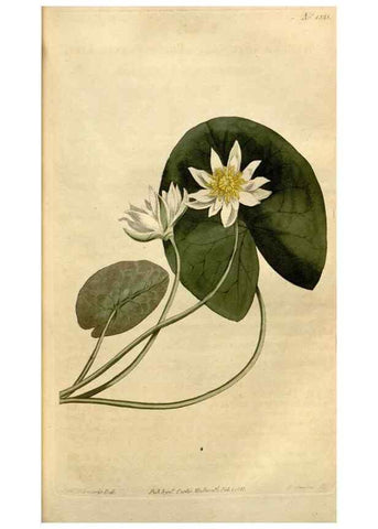 Reproducción/Reproduction 35056116041: Curtis's botanical magazine.. London ; New York [etc.] :Academic Press [etc.]