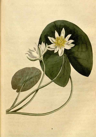 Reproducción/Reproduction 35056116041: Curtis's botanical magazine.. London ; New York [etc.] :Academic Press [etc.]