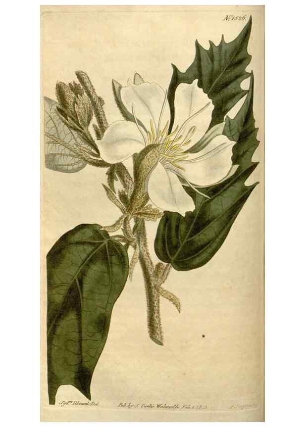 Reproducción/Reproduction 35056118511: Curtis's botanical magazine.. London ; New York [etc.] :Academic Press [etc.]