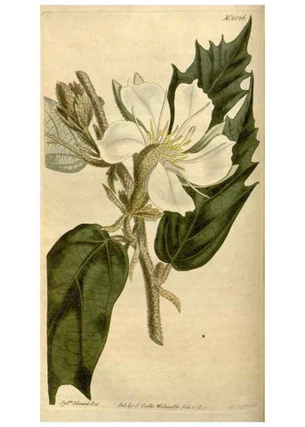Reproducción/Reproduction 35056118511: Curtis's botanical magazine.. London ; New York [etc.] :Academic Press [etc.]