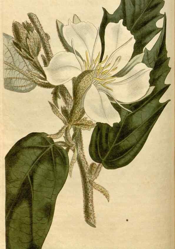 Reproducción/Reproduction 35056118511: Curtis's botanical magazine.. London ; New York [etc.] :Academic Press [etc.]