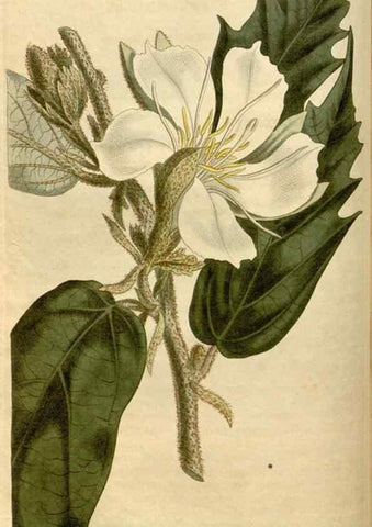 Reproducción/Reproduction 35056118511: Curtis's botanical magazine.. London ; New York [etc.] :Academic Press [etc.]