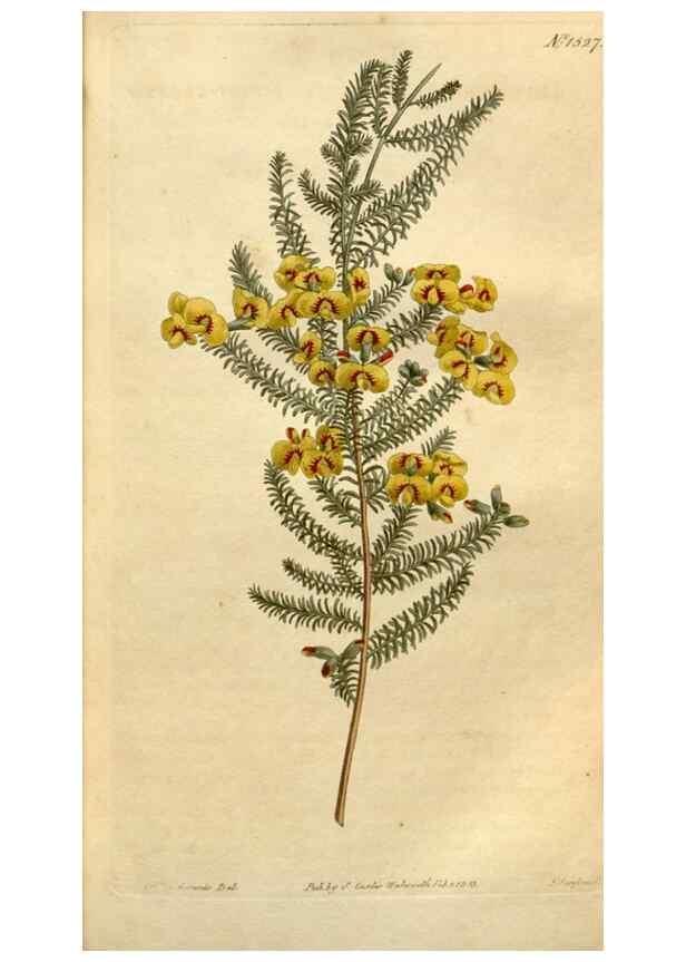 Reproducción/Reproduction 35021621452: Curtis's botanical magazine.. London ; New York [etc.] :Academic Press [etc.]